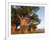 Baines Baobabs, Nxai Pan, Botswana, Africa-Peter Groenendijk-Framed Photographic Print