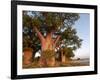 Baines Baobabs, Nxai Pan, Botswana, Africa-Peter Groenendijk-Framed Photographic Print