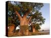 Baines Baobabs, Nxai Pan, Botswana, Africa-Peter Groenendijk-Stretched Canvas