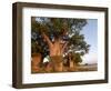 Baines Baobabs, Nxai Pan, Botswana, Africa-Peter Groenendijk-Framed Photographic Print