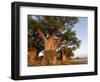 Baines Baobabs, Nxai Pan, Botswana, Africa-Peter Groenendijk-Framed Photographic Print