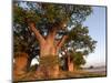 Baines Baobabs, Nxai Pan, Botswana, Africa-Peter Groenendijk-Mounted Photographic Print