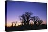 Baines Boabab Tree Silhouettes-null-Stretched Canvas