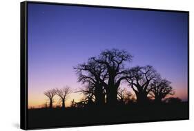 Baines Boabab Tree Silhouettes-null-Framed Stretched Canvas