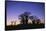 Baines Boabab Tree Silhouettes-null-Framed Stretched Canvas