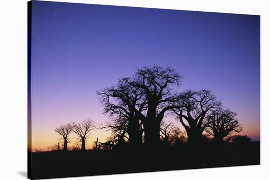 Baines Boabab Tree Silhouettes-null-Stretched Canvas