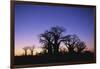Baines Boabab Tree Silhouettes-null-Framed Photographic Print