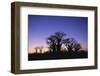 Baines Boabab Tree Silhouettes-null-Framed Photographic Print