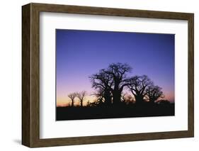 Baines Boabab Tree Silhouettes-null-Framed Photographic Print