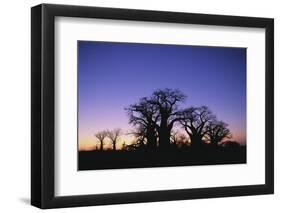 Baines Boabab Tree Silhouettes-null-Framed Photographic Print