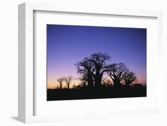 Baines Boabab Tree Silhouettes-null-Framed Photographic Print