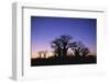 Baines Boabab Tree Silhouettes-null-Framed Photographic Print