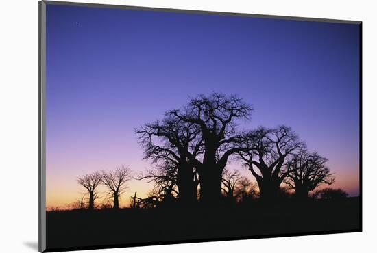 Baines Boabab Tree Silhouettes-null-Mounted Photographic Print