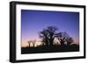 Baines Boabab Tree Silhouettes-null-Framed Photographic Print