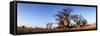 Baines Boabab Trees, Kalahari Desert, Nxai Pan National Park, Botswana-Paul Souders-Framed Stretched Canvas