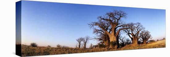 Baines Boabab Trees, Kalahari Desert, Nxai Pan National Park, Botswana-Paul Souders-Stretched Canvas
