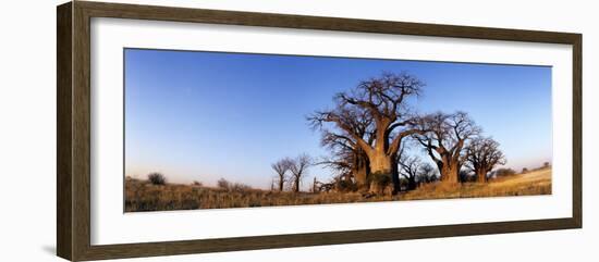 Baines Boabab Trees, Kalahari Desert, Nxai Pan National Park, Botswana-Paul Souders-Framed Photographic Print