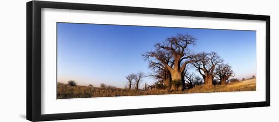 Baines Boabab Trees, Kalahari Desert, Nxai Pan National Park, Botswana-Paul Souders-Framed Photographic Print