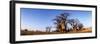 Baines Boabab Trees, Kalahari Desert, Nxai Pan National Park, Botswana-Paul Souders-Framed Photographic Print