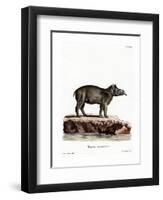 Baird's Tapir-null-Framed Premium Giclee Print