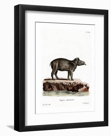 Baird's Tapir-null-Framed Premium Giclee Print