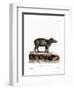 Baird's Tapir-null-Framed Premium Giclee Print