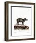 Baird's Tapir-null-Framed Giclee Print