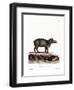 Baird's Tapir-null-Framed Giclee Print