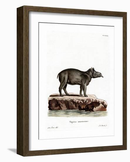 Baird's Tapir-null-Framed Giclee Print