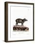 Baird's Tapir-null-Framed Giclee Print