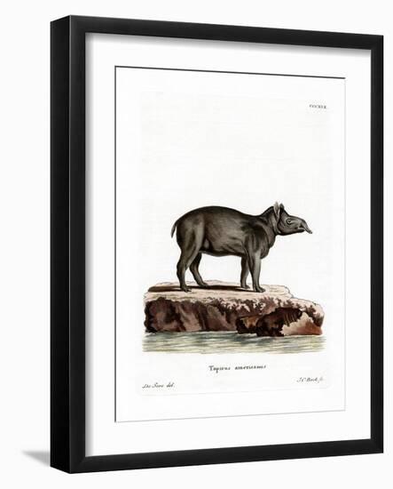 Baird's Tapir-null-Framed Giclee Print