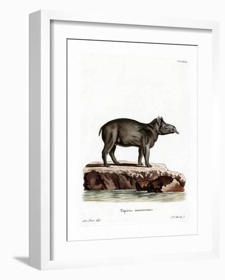 Baird's Tapir-null-Framed Giclee Print