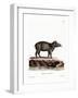 Baird's Tapir-null-Framed Giclee Print