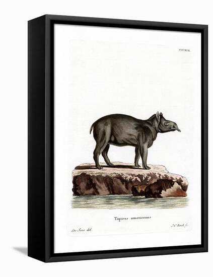 Baird's Tapir-null-Framed Stretched Canvas