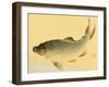 Bairei Gadan - Carp-Bairei Kono-Framed Giclee Print