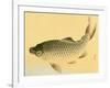 Bairei Gadan - Carp-Bairei Kono-Framed Giclee Print