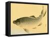 Bairei Gadan - Carp-Bairei Kono-Framed Stretched Canvas