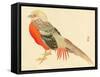 Bairei Gadan - Chinese Pheasant-Bairei Kono-Framed Stretched Canvas