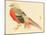 Bairei Gadan - Chinese Pheasant-Bairei Kono-Mounted Giclee Print