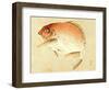 Bairei Gadan - Red Snapper-Bairei Kono-Framed Giclee Print