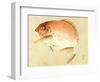 Bairei Gadan - Red Snapper-Bairei Kono-Framed Giclee Print