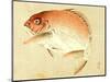 Bairei Gadan - Red Snapper-Bairei Kono-Mounted Premium Giclee Print