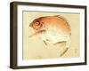 Bairei Gadan - Red Snapper-Bairei Kono-Framed Giclee Print