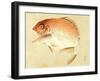 Bairei Gadan - Red Snapper-Bairei Kono-Framed Giclee Print