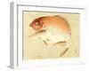 Bairei Gadan - Red Snapper-Bairei Kono-Framed Giclee Print