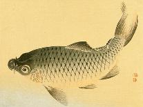 Bairei Gadan - Carp-Bairei Kono-Giclee Print