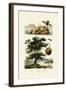 Bait Bug, 1833-39-null-Framed Giclee Print