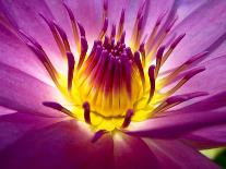 Lotus, Fresh Color, with Yellow Stamens of the Lotus Flower-Baitong-Laminated Photographic Print