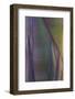 Baja California, Mexico. Agave detail.-Judith Zimmerman-Framed Photographic Print