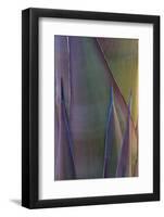 Baja California, Mexico. Agave detail.-Judith Zimmerman-Framed Photographic Print